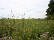 Midewin National Tallgrass Prairie