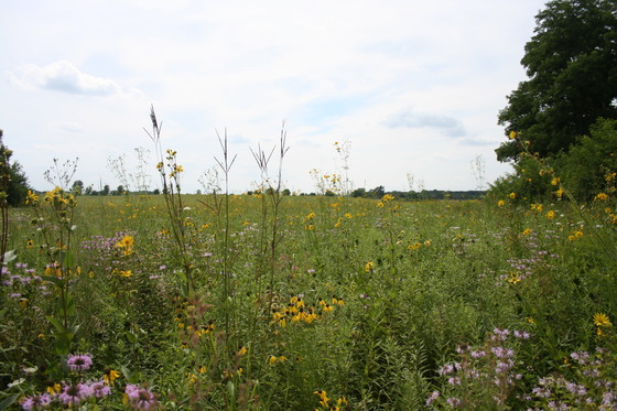 Midewin National Tallgrass Prairie
