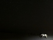 Assateague National Park