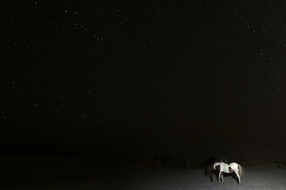 Assateague National Park