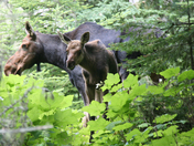 Isle Royale