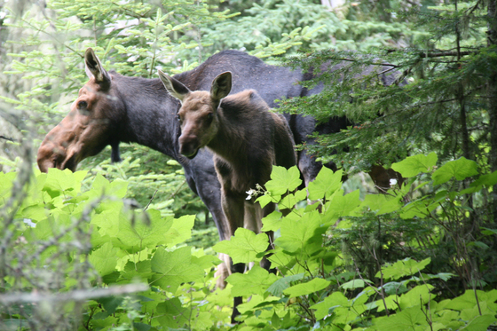Isle Royale