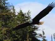 Tongass National Forest