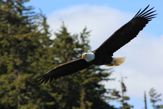 Tongass National Forest