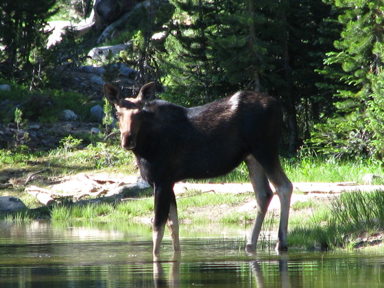Medicine Bow National Forest