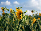 SUNFLOWERS