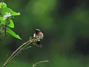 Ruby-throat hummingbird