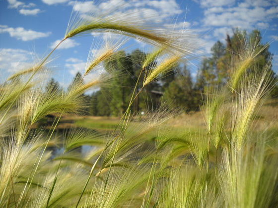 Prescott National Forest
