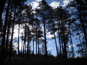 Prescott National Forest