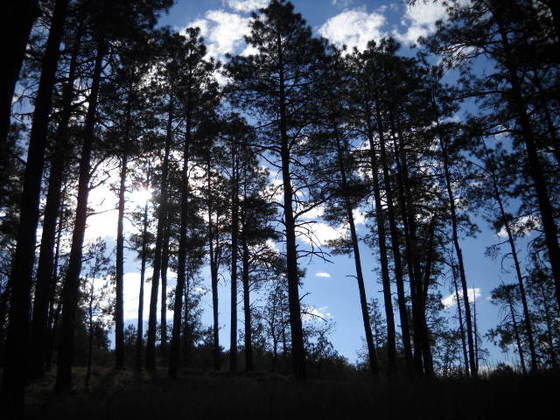 Prescott National Forest