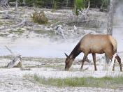 Yellowstone National Park