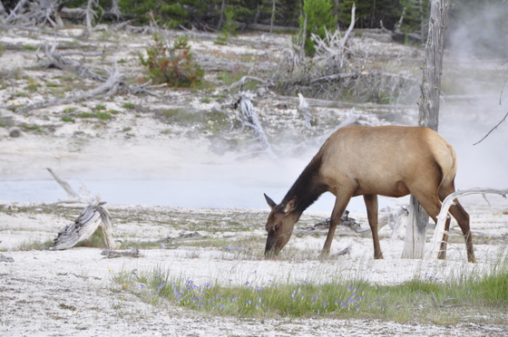 Yellowstone National Park