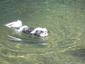 A Naked Swim on a Hot Summer Day