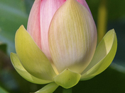 Kenilworth Park & Aquatic Gardens