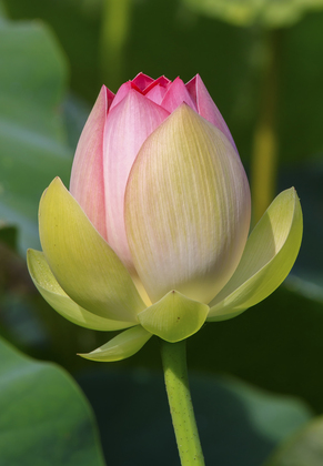 Kenilworth Park & Aquatic Gardens