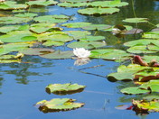 white water lily flower