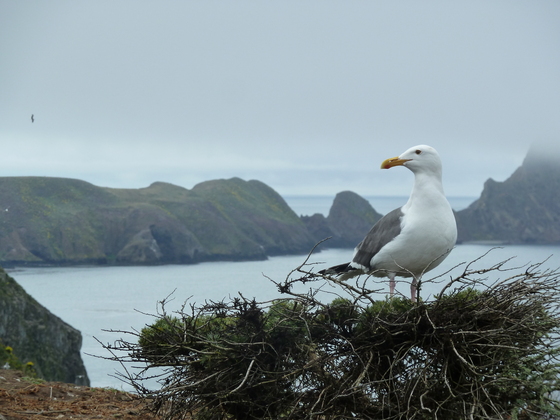 Channel Island National Park
