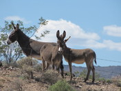BLM Off Hwy 95 near Beatty