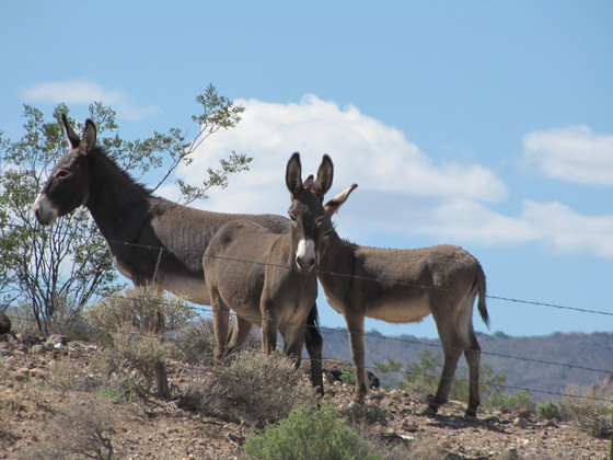 BLM Off Hwy 95 near Beatty