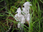 Great Smoky Mountains National Park