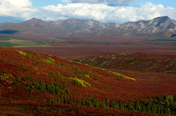 Denali National Park and Preserve 