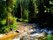 Clearwater National Forest