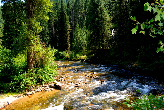 Clearwater National Forest