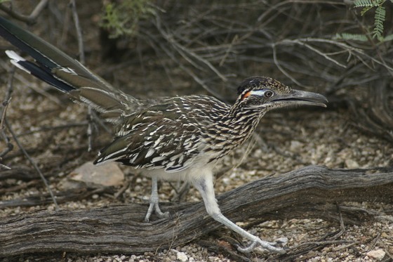 Sabino Canyon