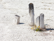 Yellowstone