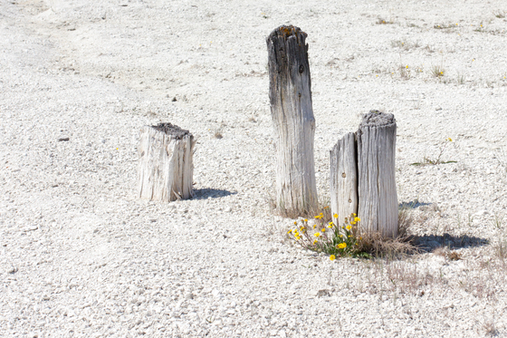 Yellowstone