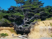 Olympic National Park