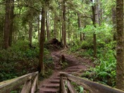 Redwood National Park