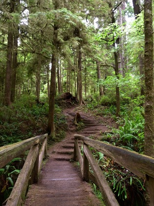 Redwood National Park