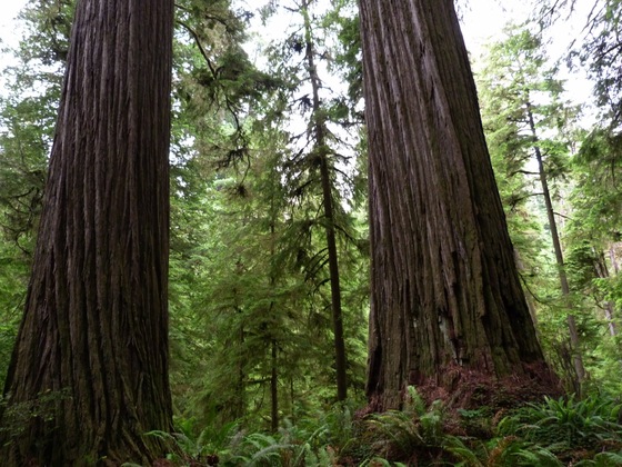 Redwood National Park