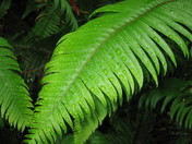 Redwood National Park