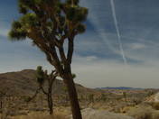 Joshua Tree National Park