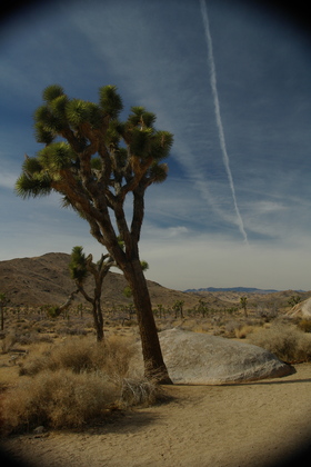 Joshua Tree National Park