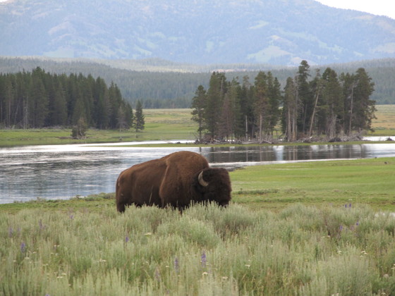 Yellowstone National Park