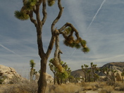 Joshua Tree National Park