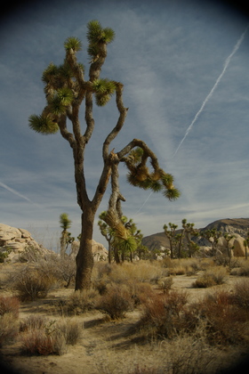 Joshua Tree National Park