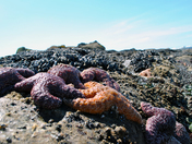 Olympic National Park