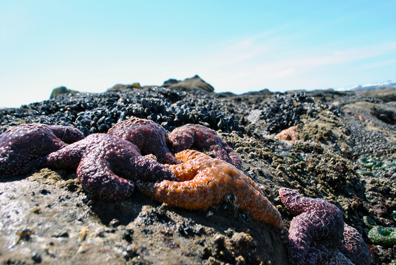 Olympic National Park