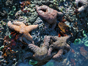 Olympic National Park