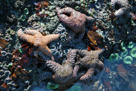 Olympic National Park