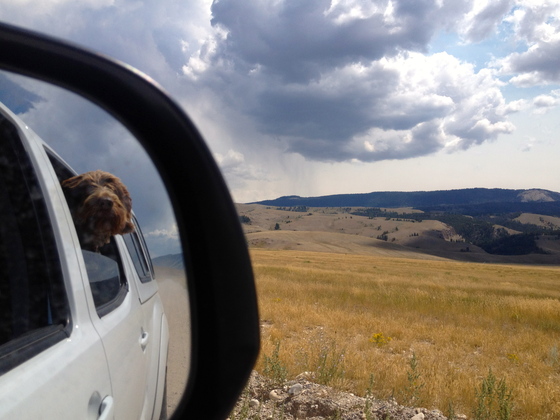 National Elk Refuge. Jackson, WY