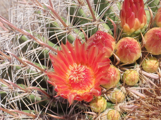 Saguaro National Park