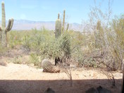 Saguaro National Park