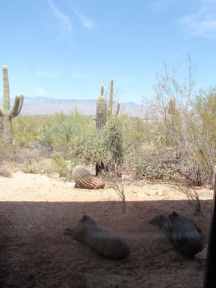 Saguaro National Park