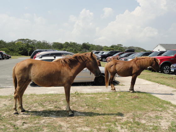 Assateague Island National Seashore