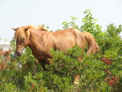 Assateague Island National Seashore